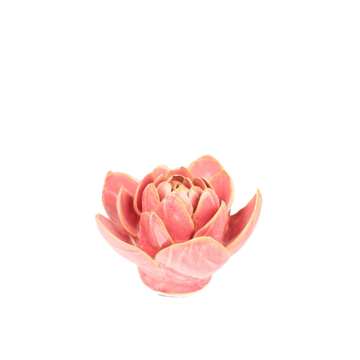 Cerise Narcicuss