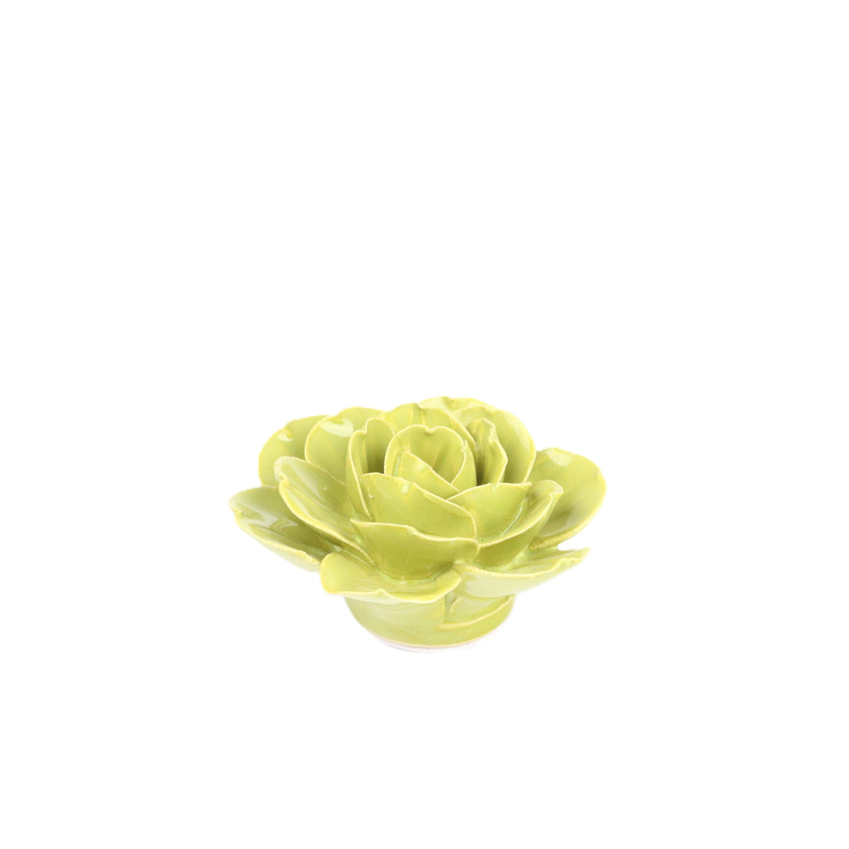 Kiwi Ranunculus