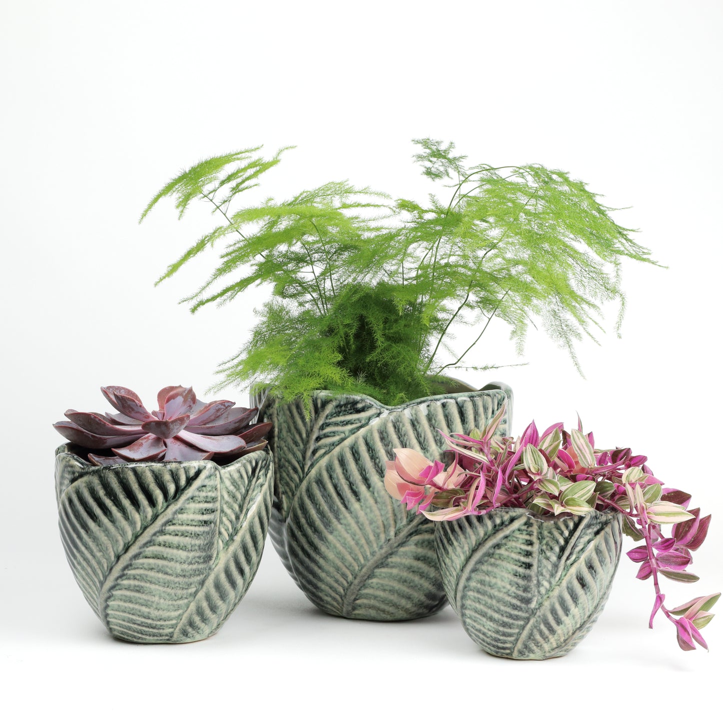 Jungle foliage MISSING SCENE