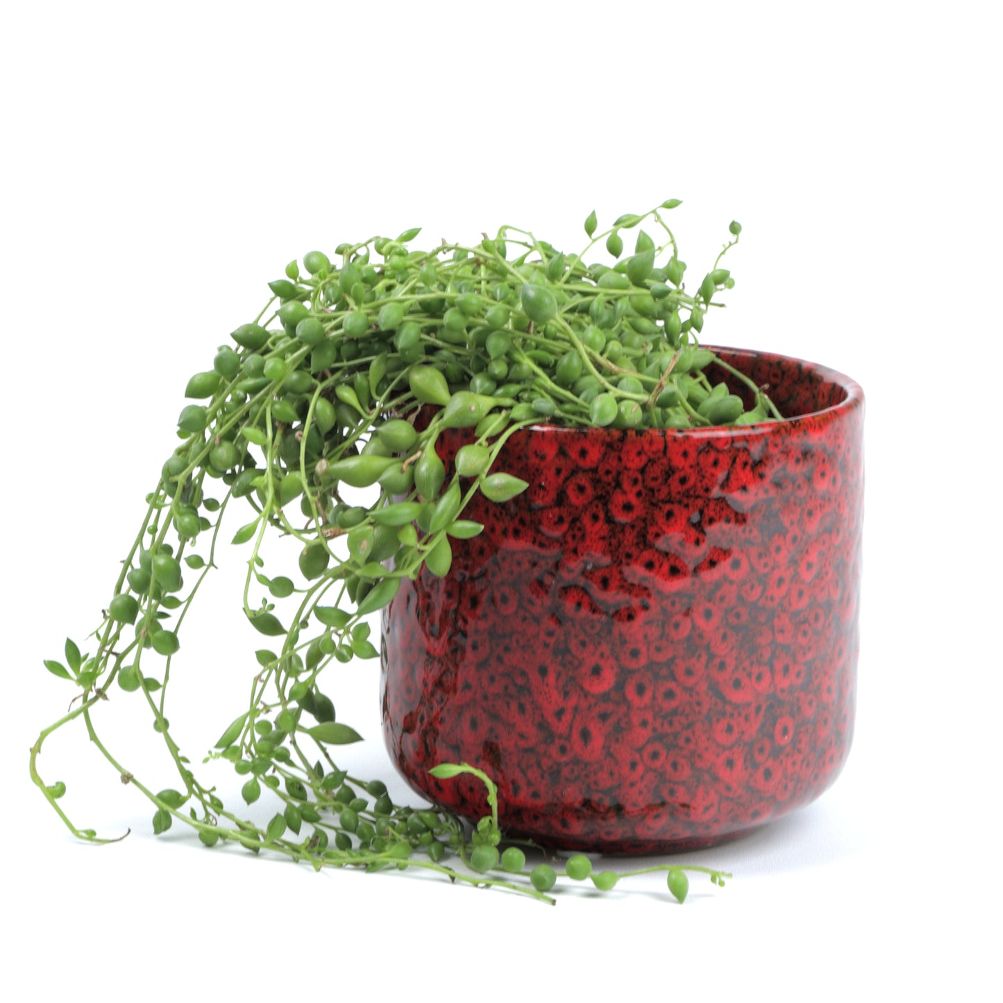 Scarlet Frogspawn Cylinder