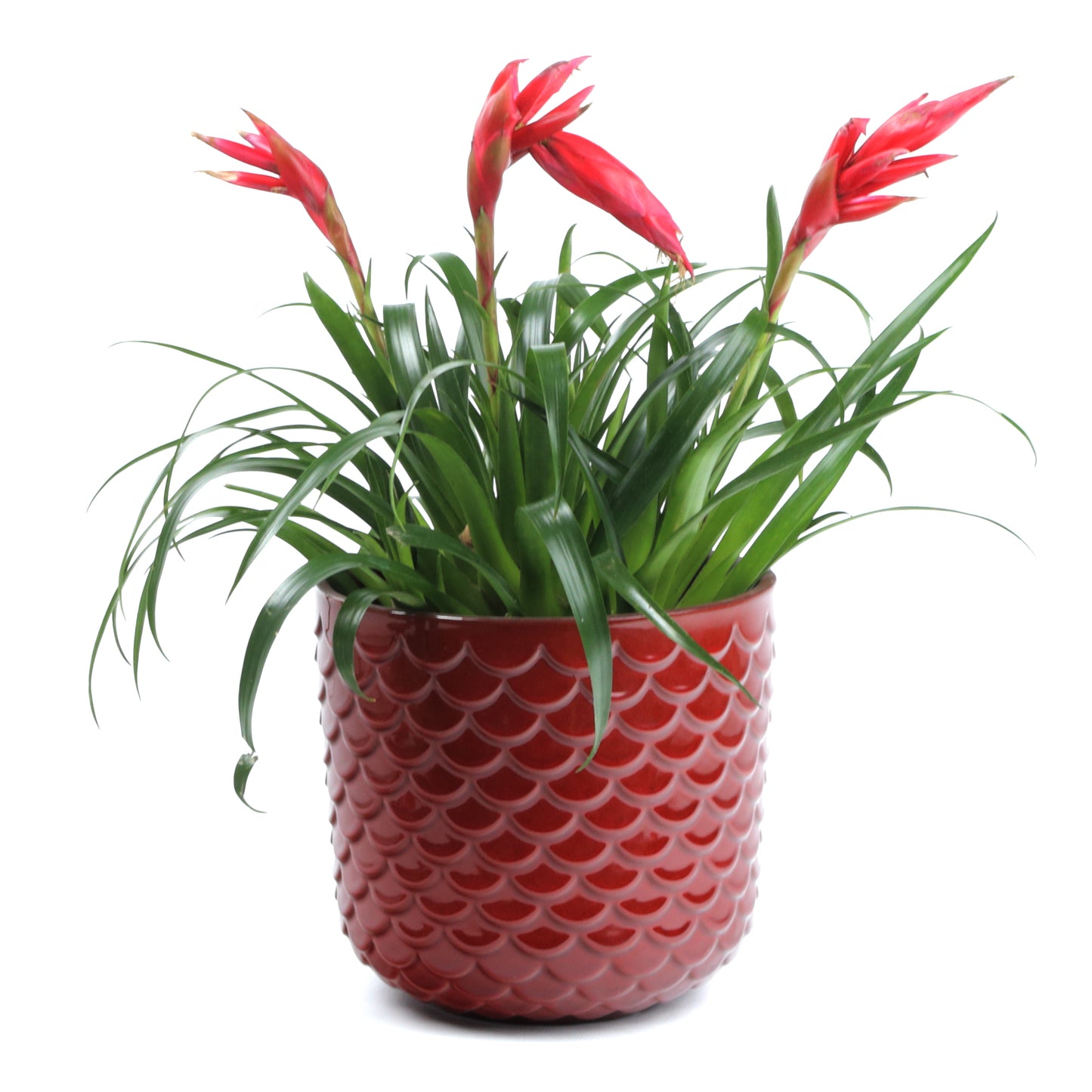 Scarlet Scales Small