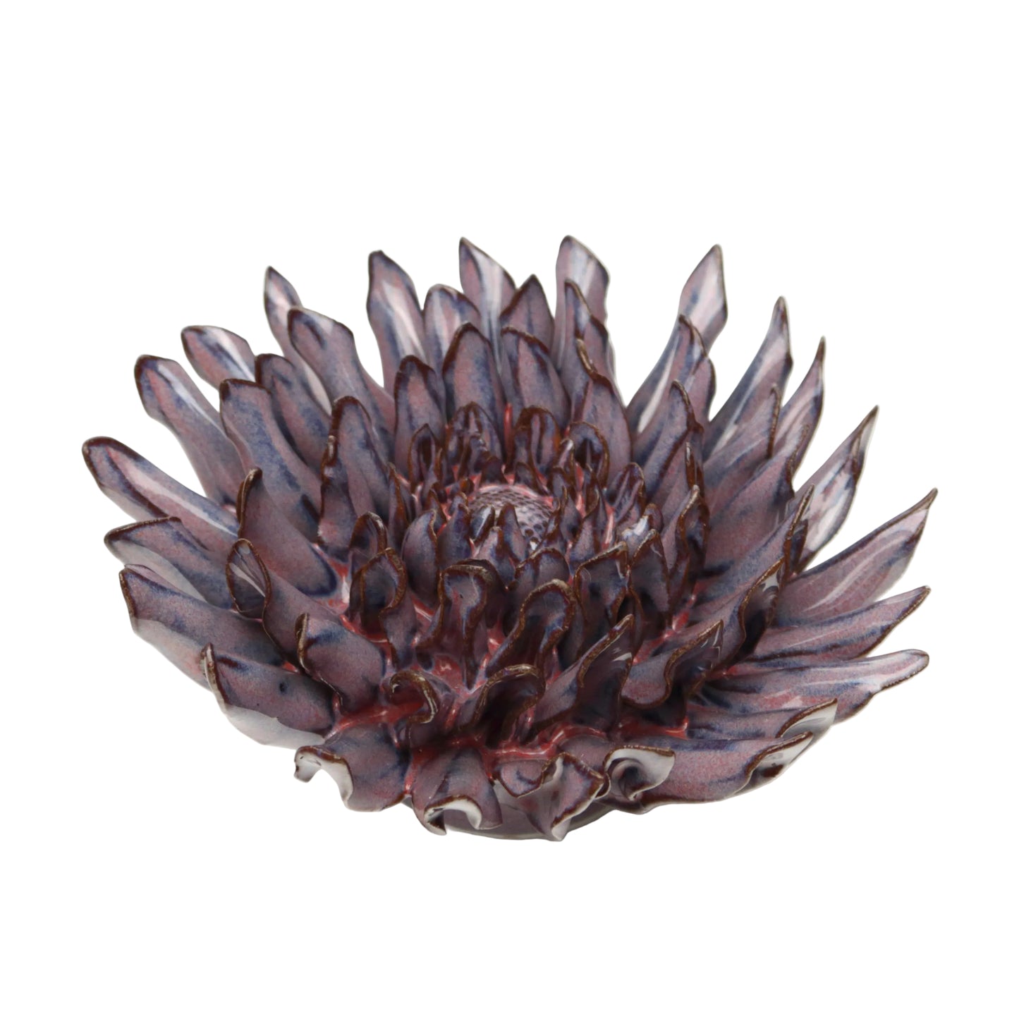 Purple Haze Daisy