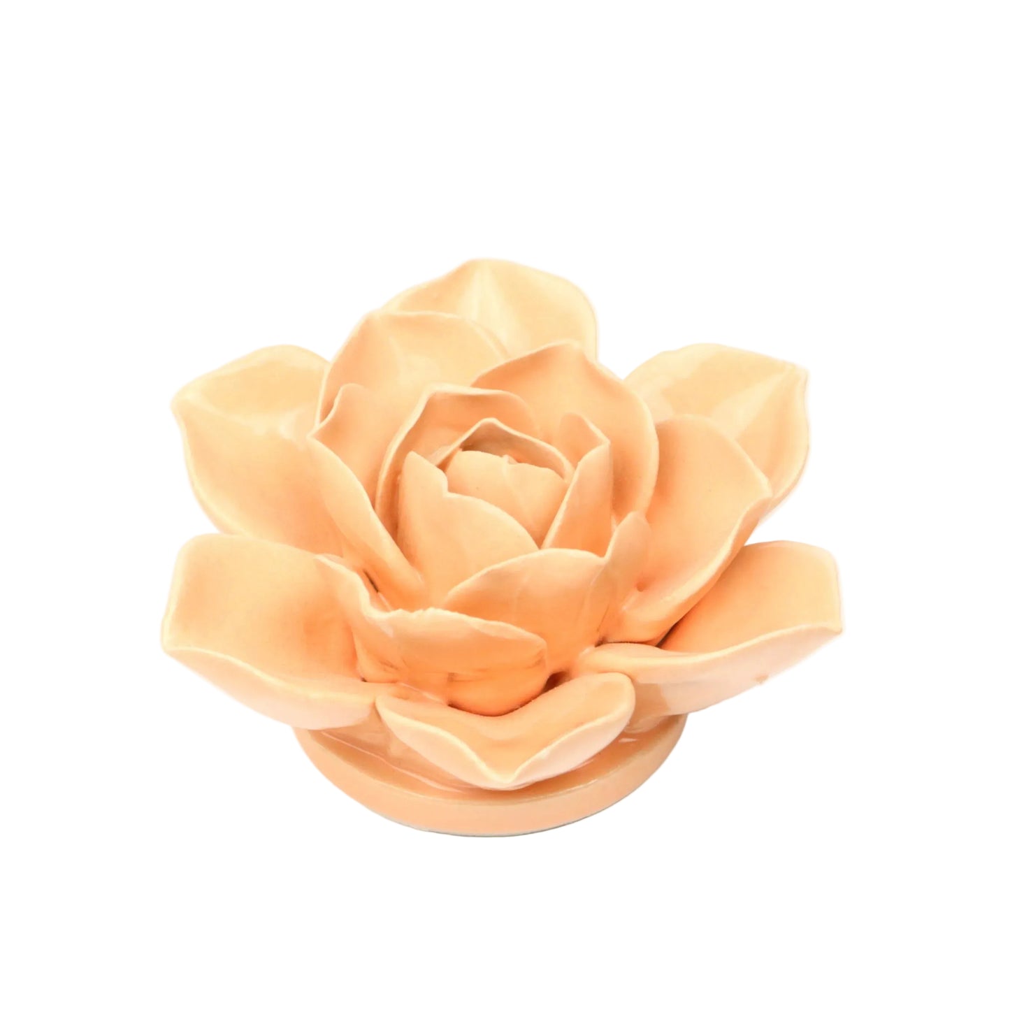 Coral Rose
