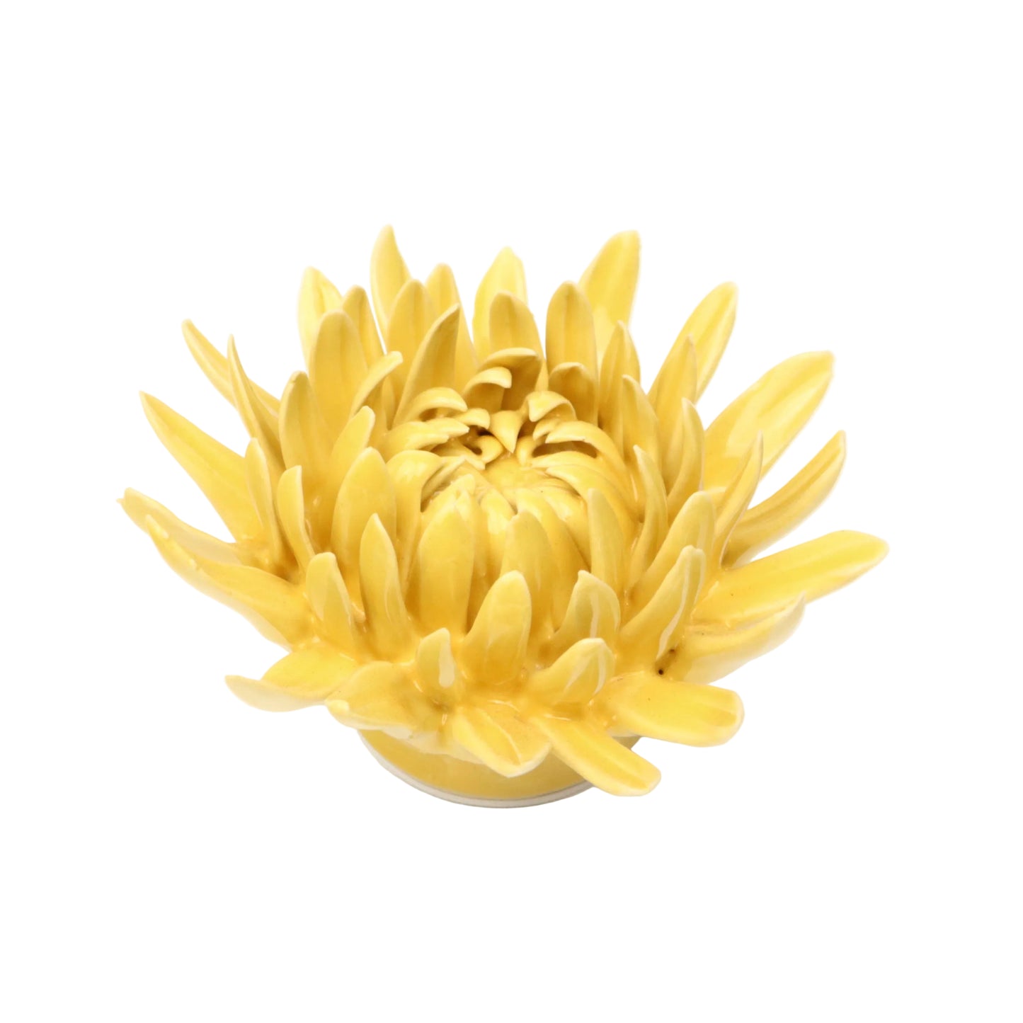 Sun Spider Chrysanthemum