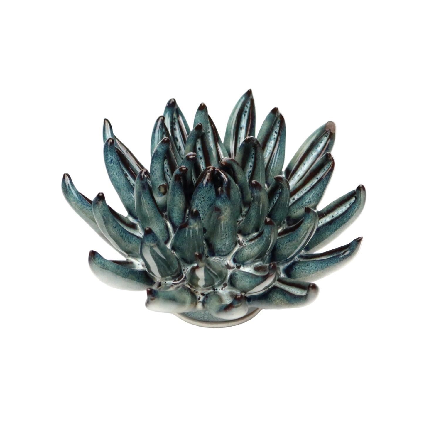 Midnight Chalkstick Succulent