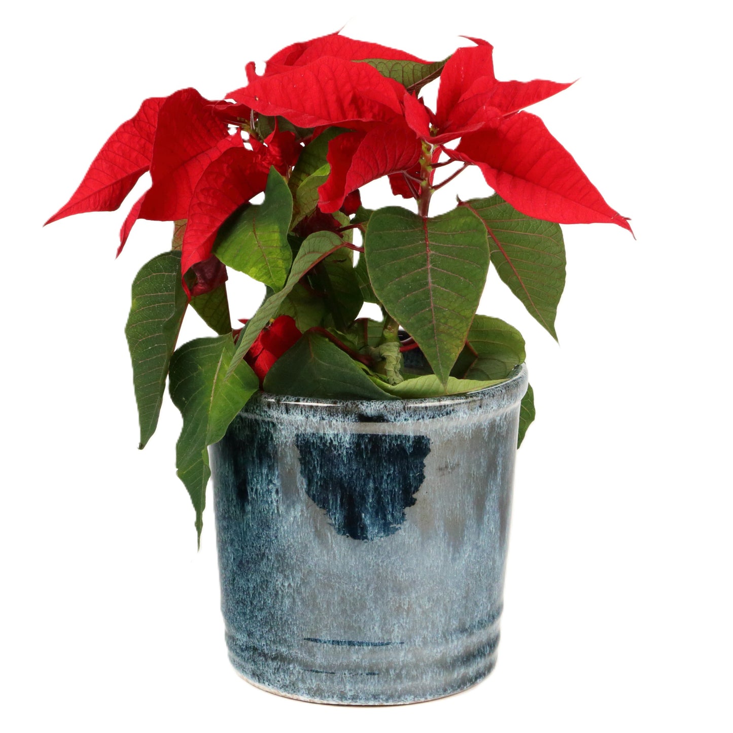 Marine Pot Medium