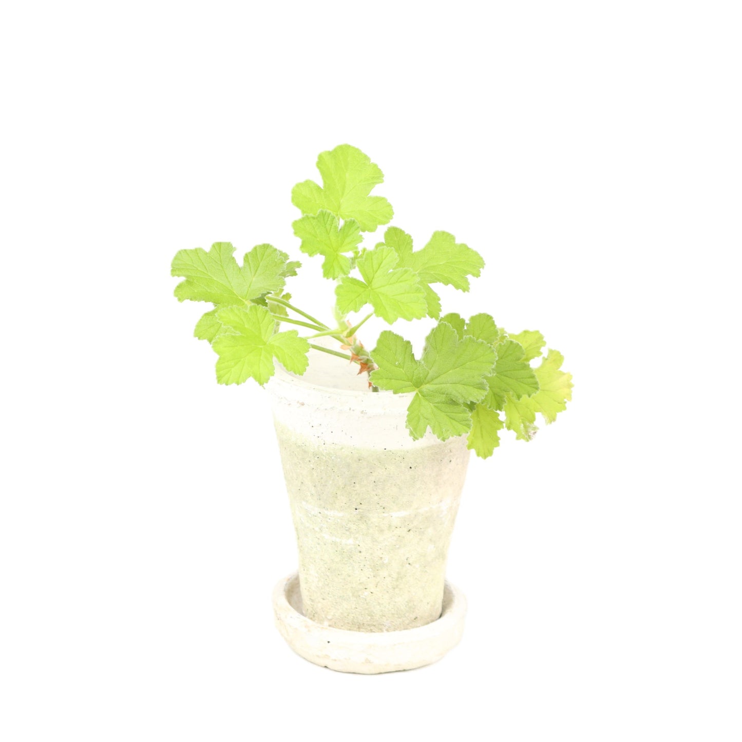 White 4.50