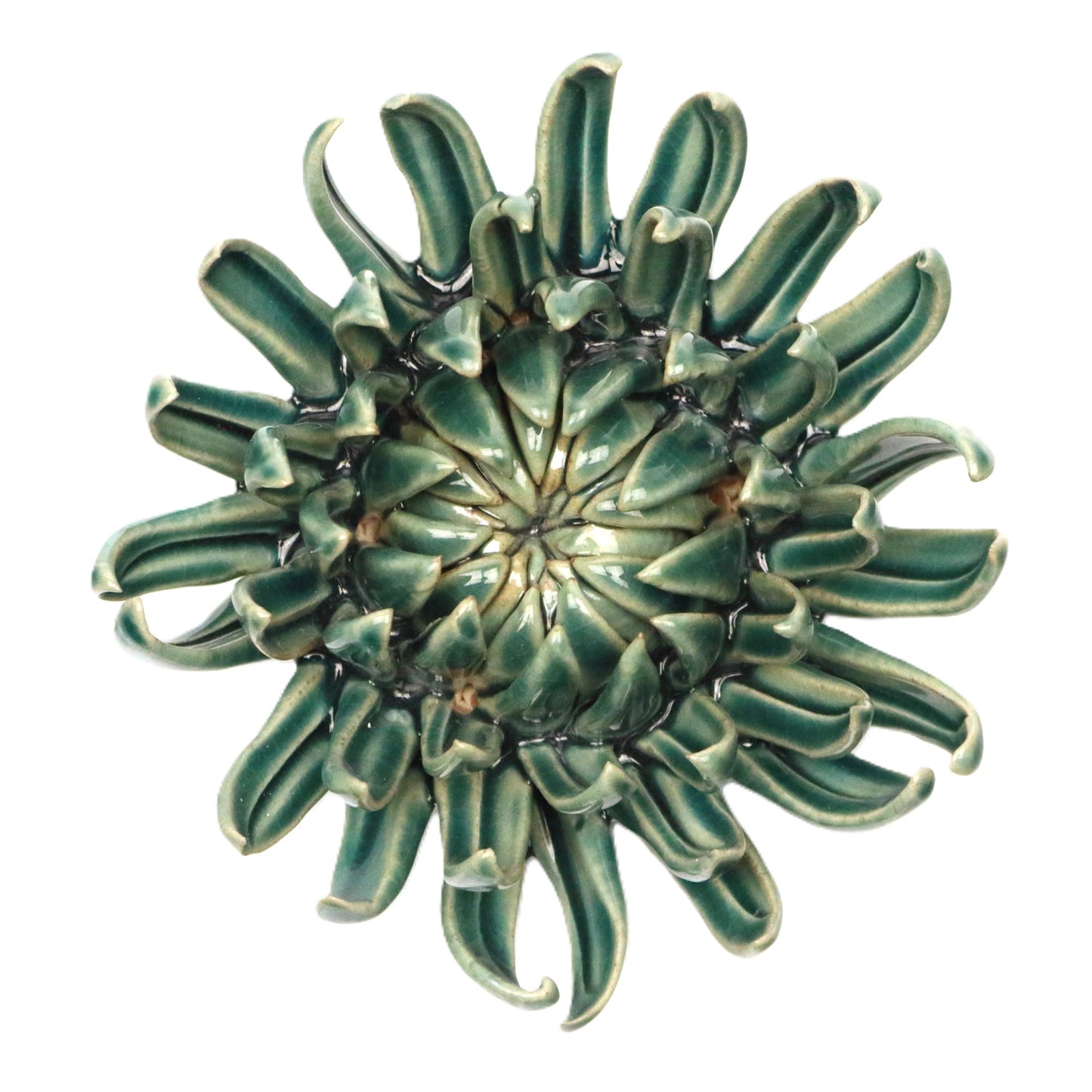 Teal Spider Chrysanthemum