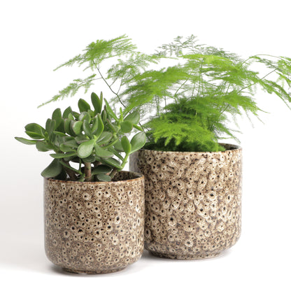 Tortilla Frogspawn Cylinder Large