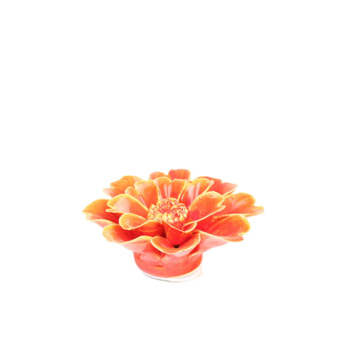 Fiery Paris Daisy