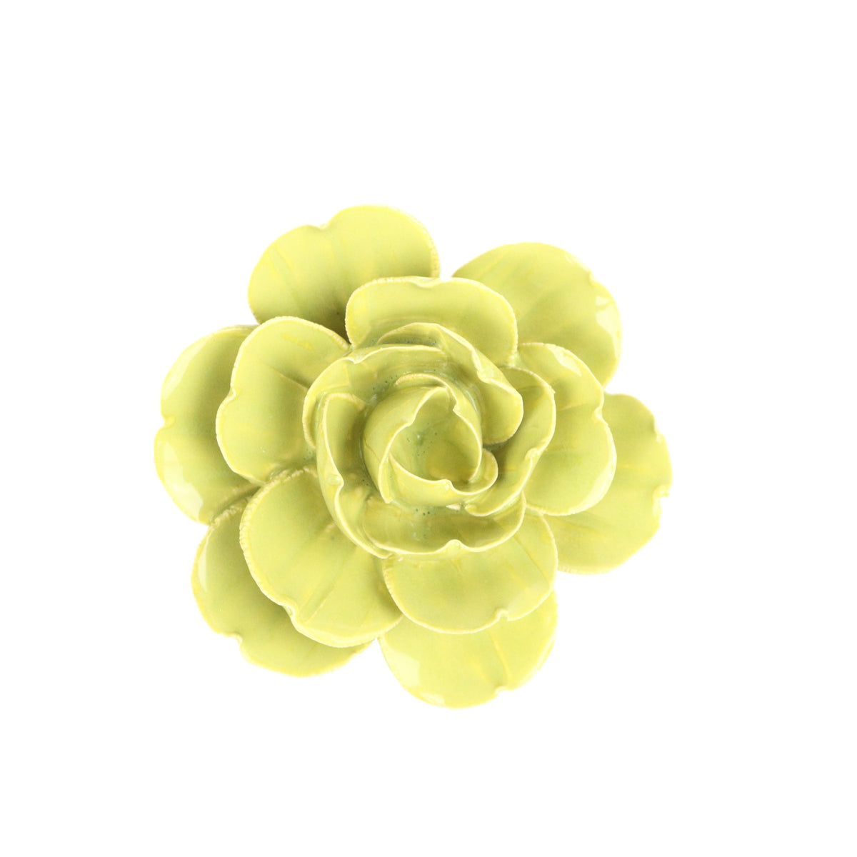 Kiwi Ranunculus