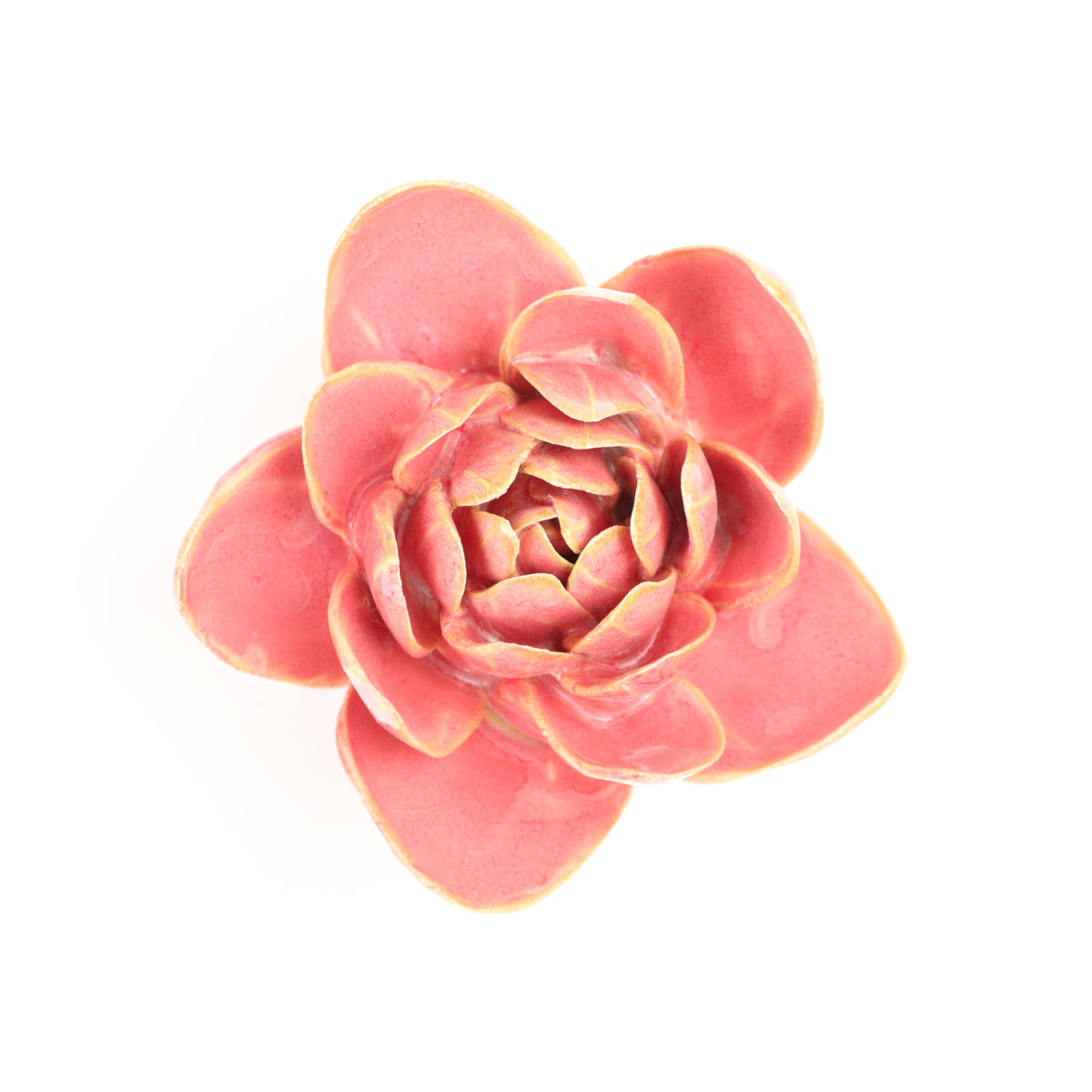 Cerise Narcicuss