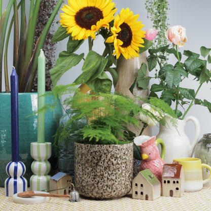 Tortilla Frogspawn Cylinder Large