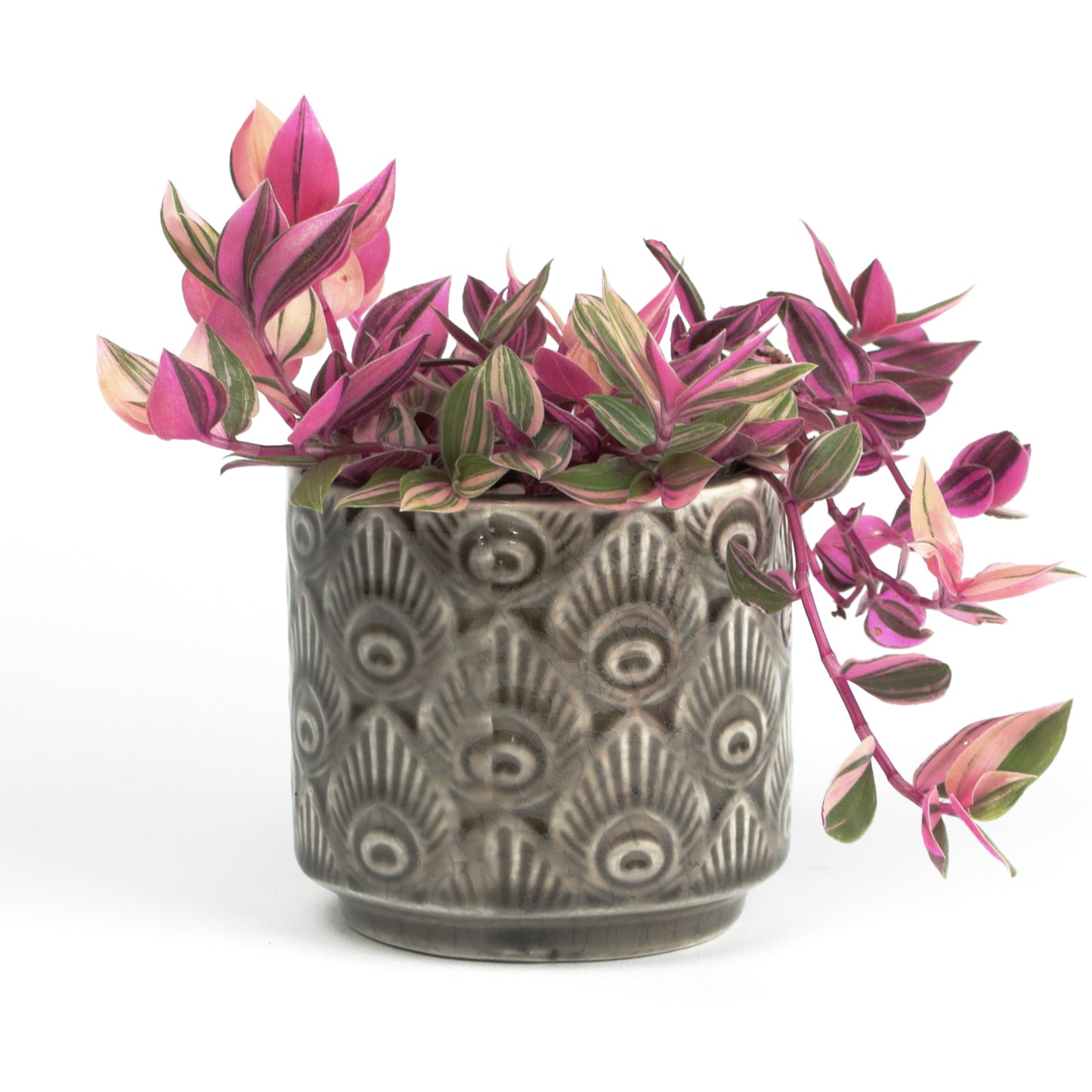 Taupe peacock planter Small MISSING MAIN PHOTO