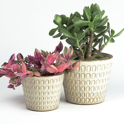 Cream scalloped Cone Small