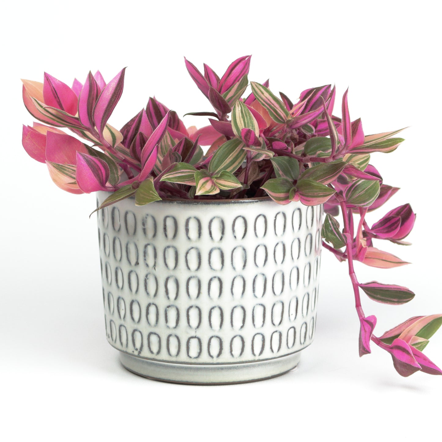 Ivory scalloped cylinder