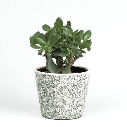 Paisley Fern Cone