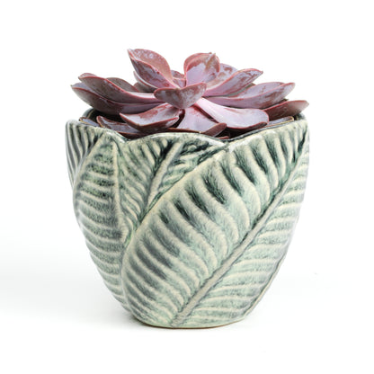 Jungle foliage medium