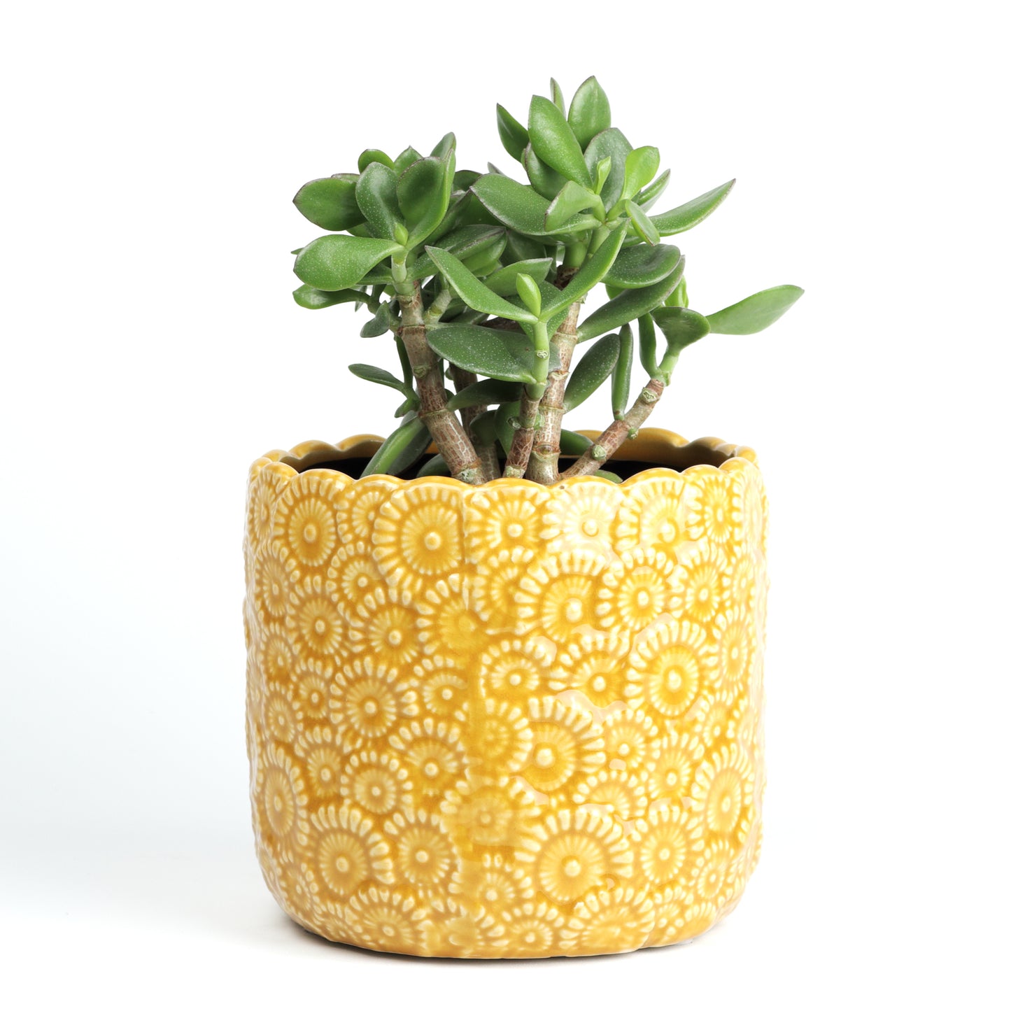 Sunshine Daisy Medium