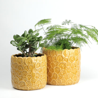 Sunshine Daisy - maybe large?