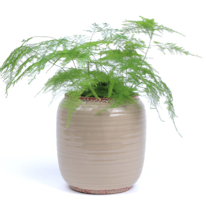 Tawny Planter Small