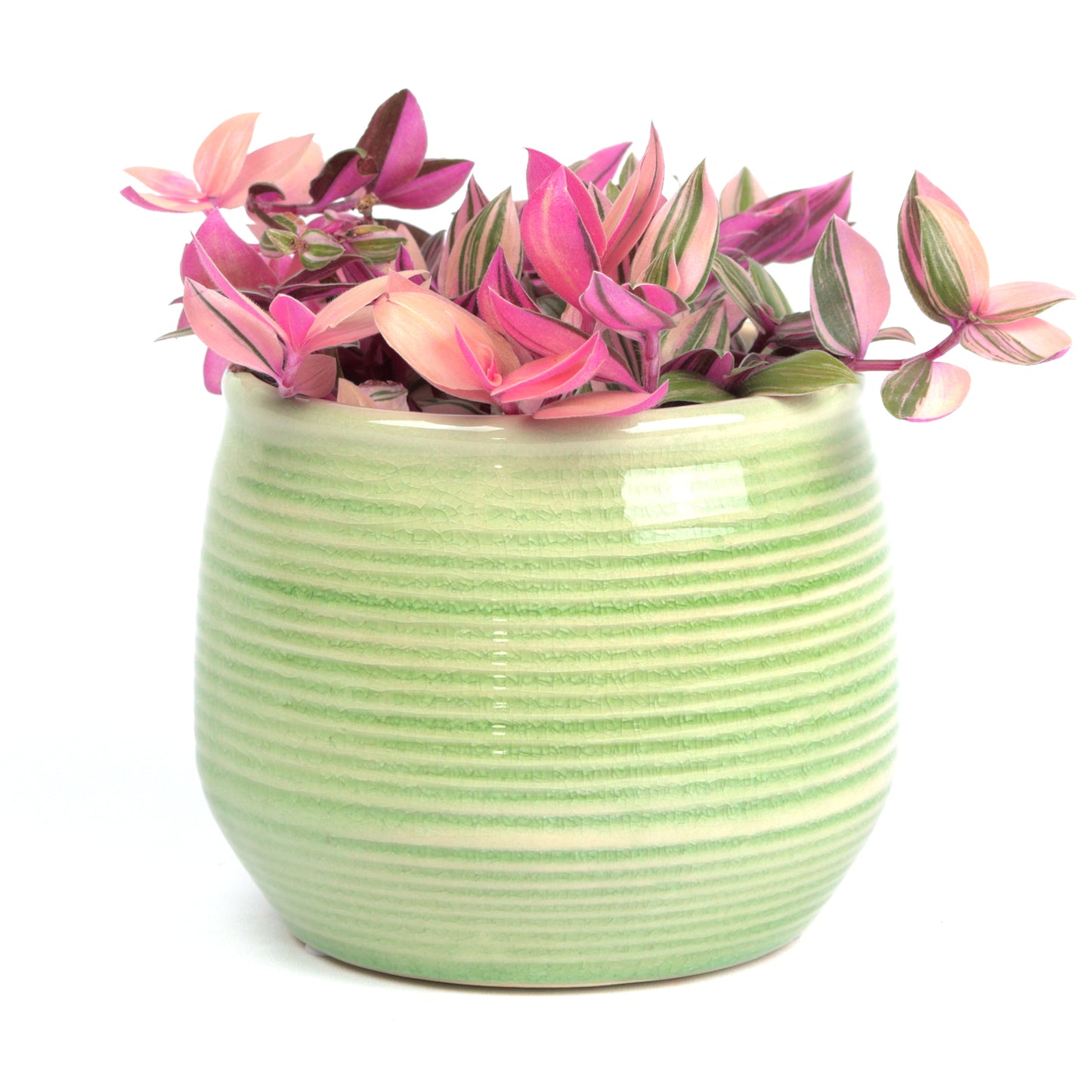 Concentric Sage Planter