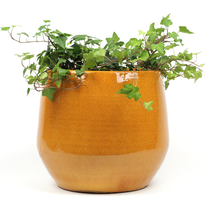 Yolk Pot Large
