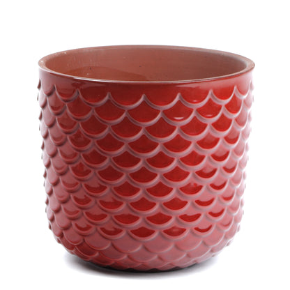 Scarlet Scales Small