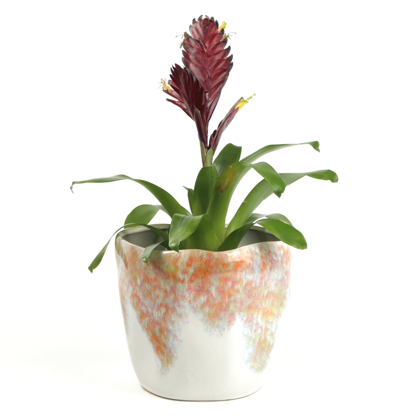 Summer Shrub Pot Large