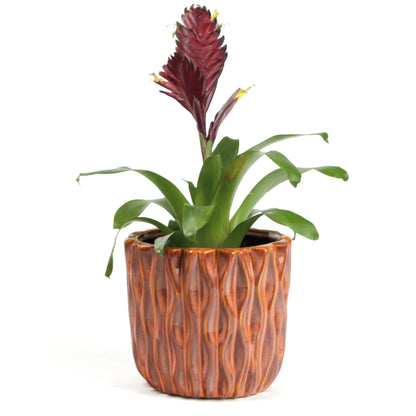 Organic Grapefruit Planter Large