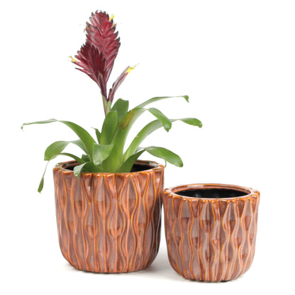 Organic Grapefruit Planter Small