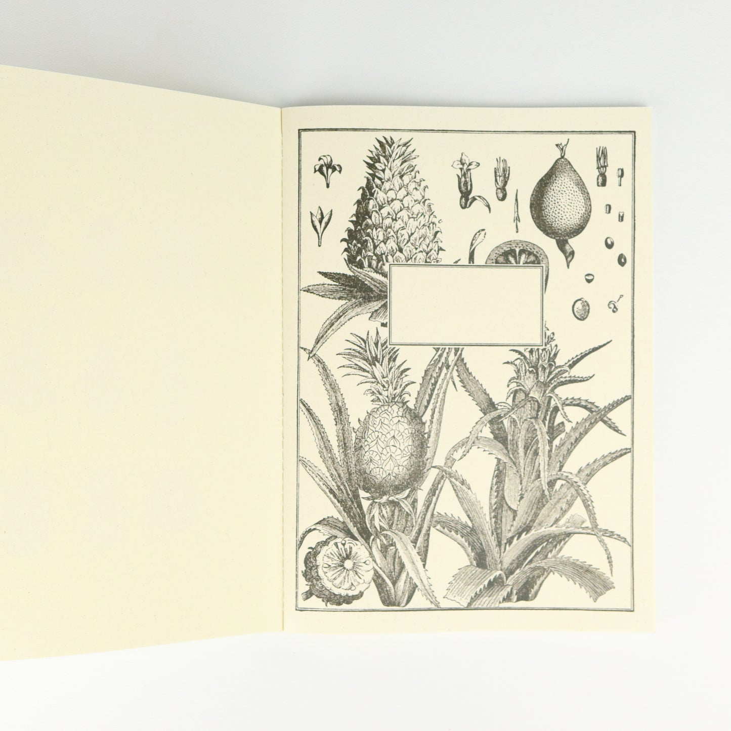 Beetles Softback A5 Plain Notebook