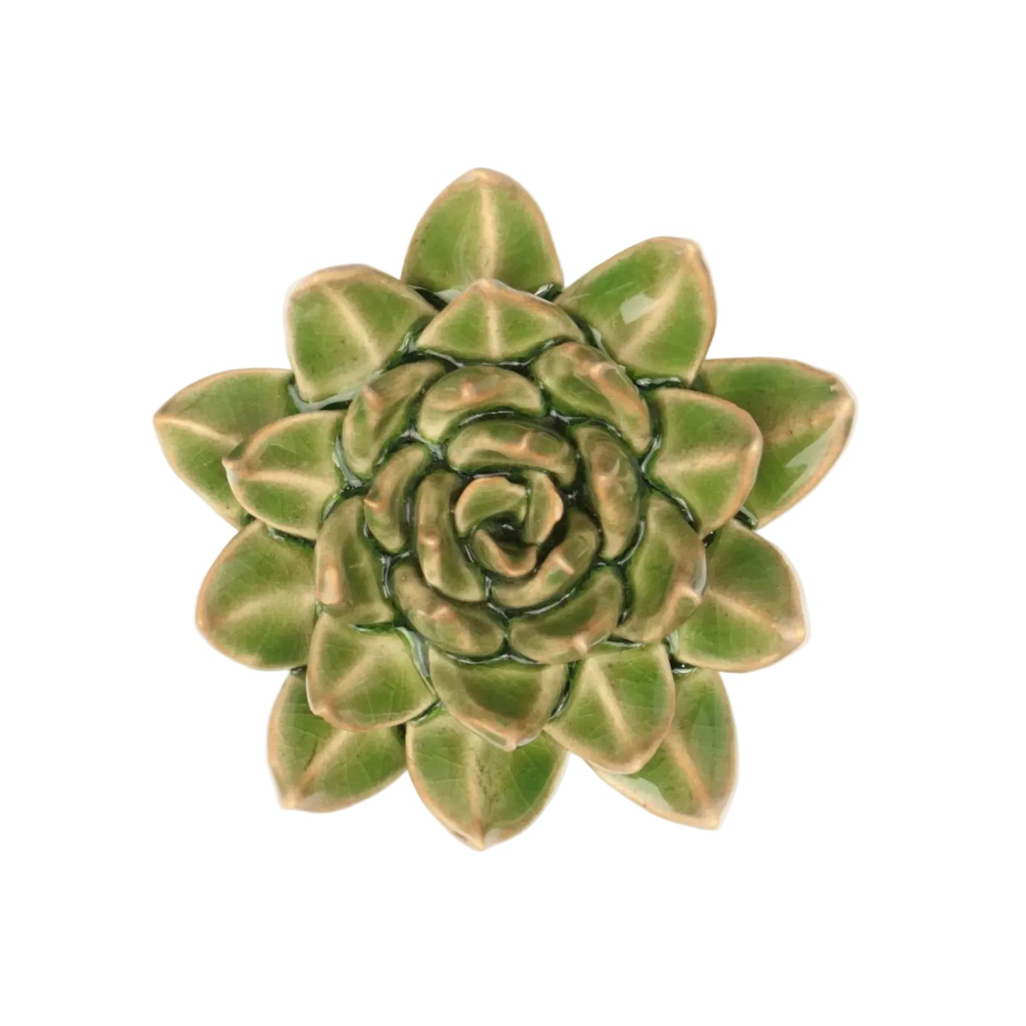 Palm Green Succulent
