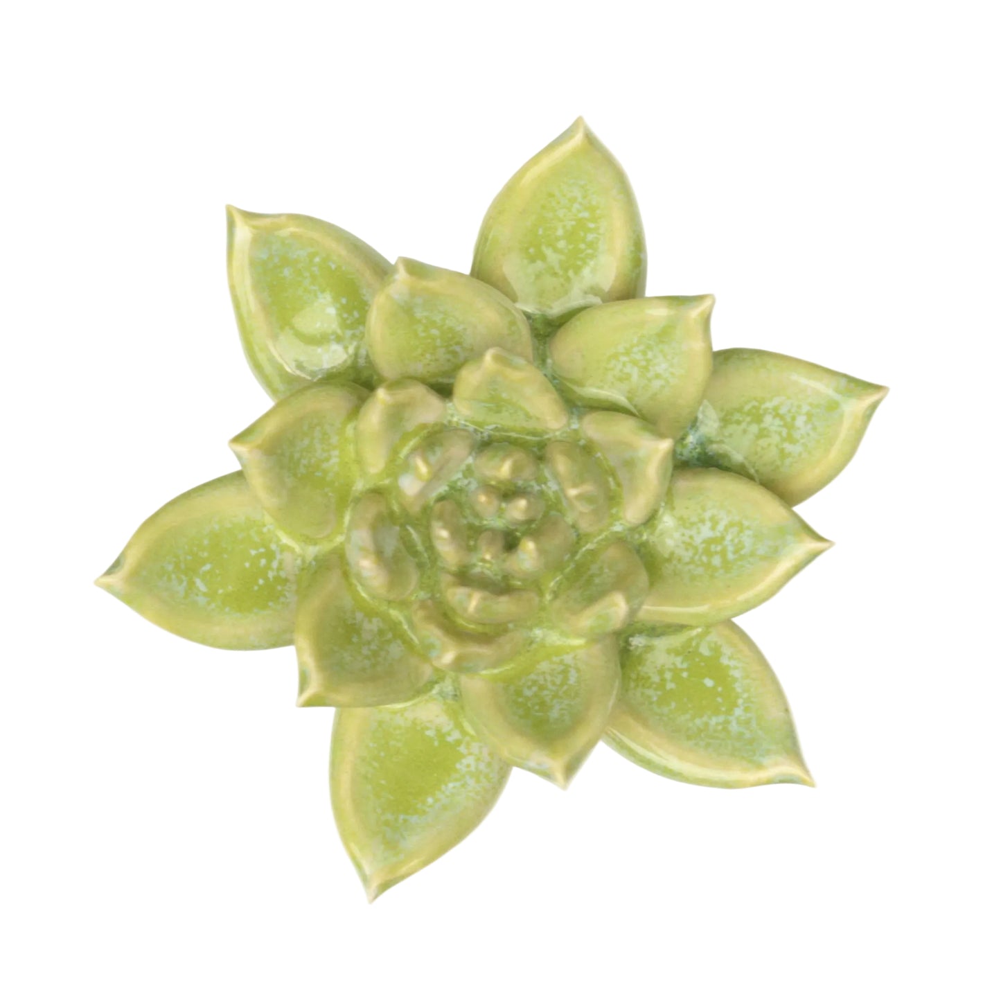 Reactive green Succulent