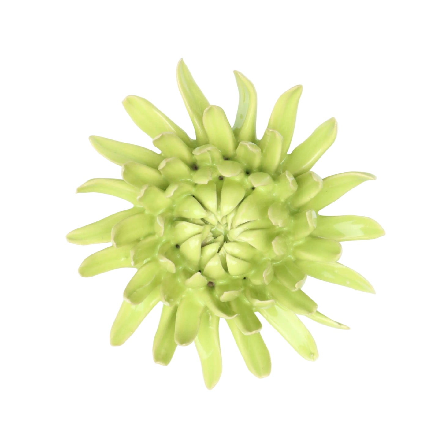 Kiwi Spider Chrysanthemum