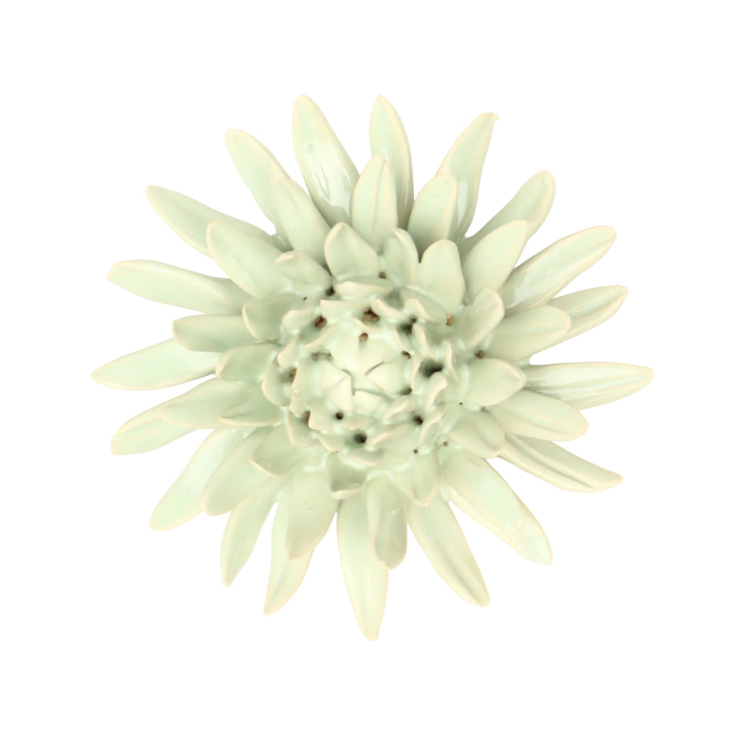 Sage Spider Chrysanthemum
