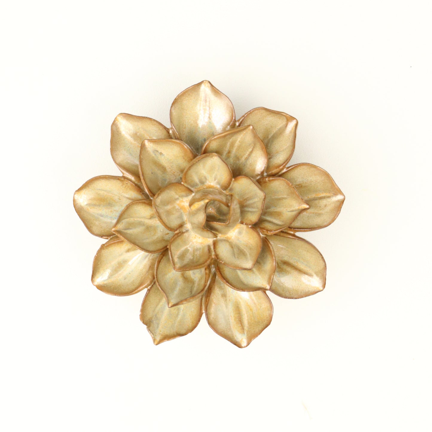 Aureate Frikartii Aster