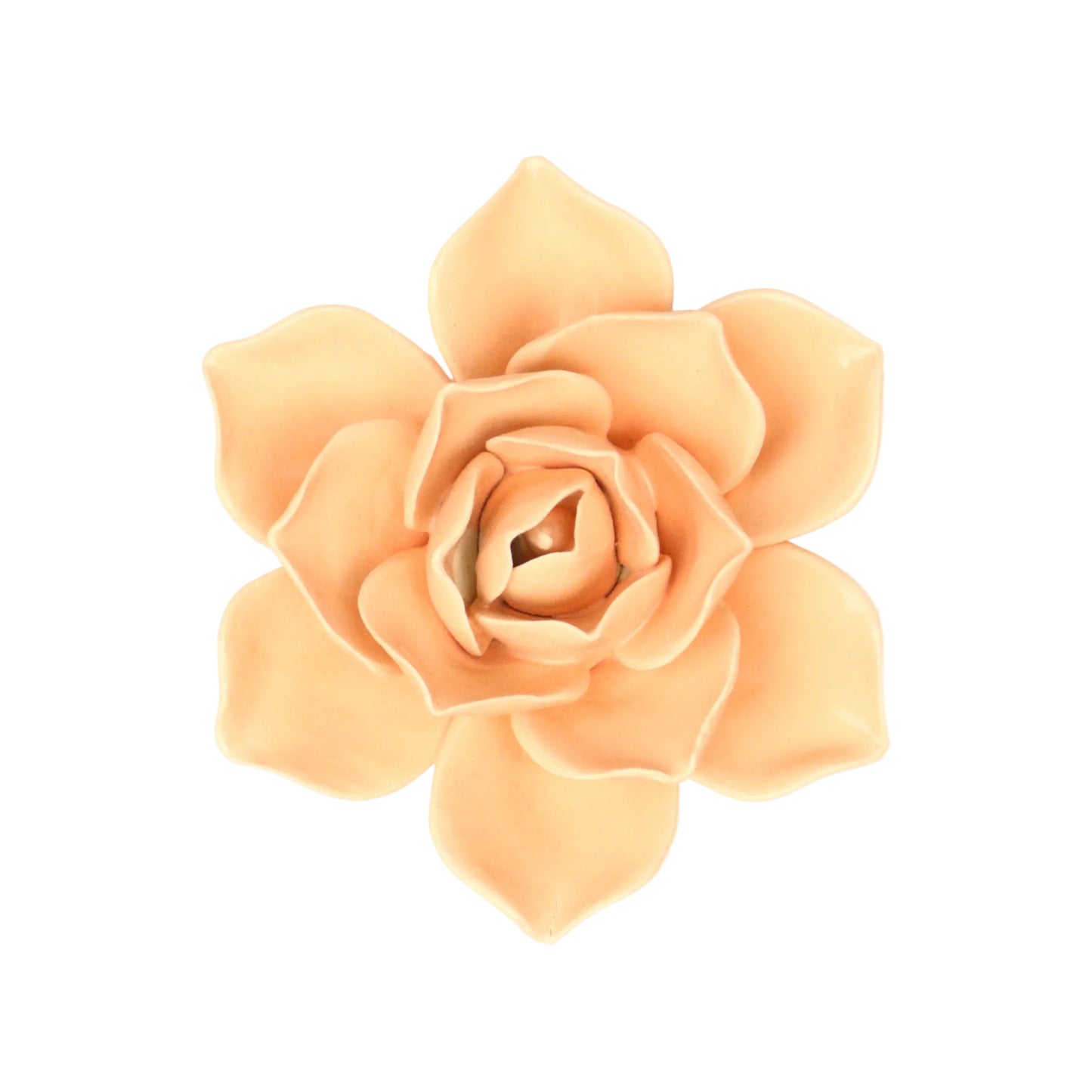 Coral Rose