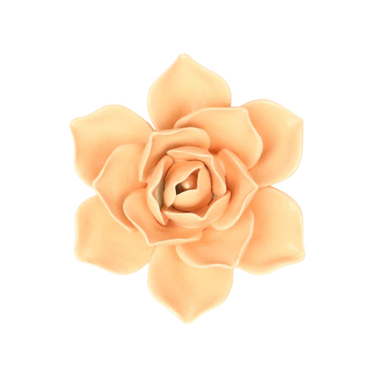 Coral Rose