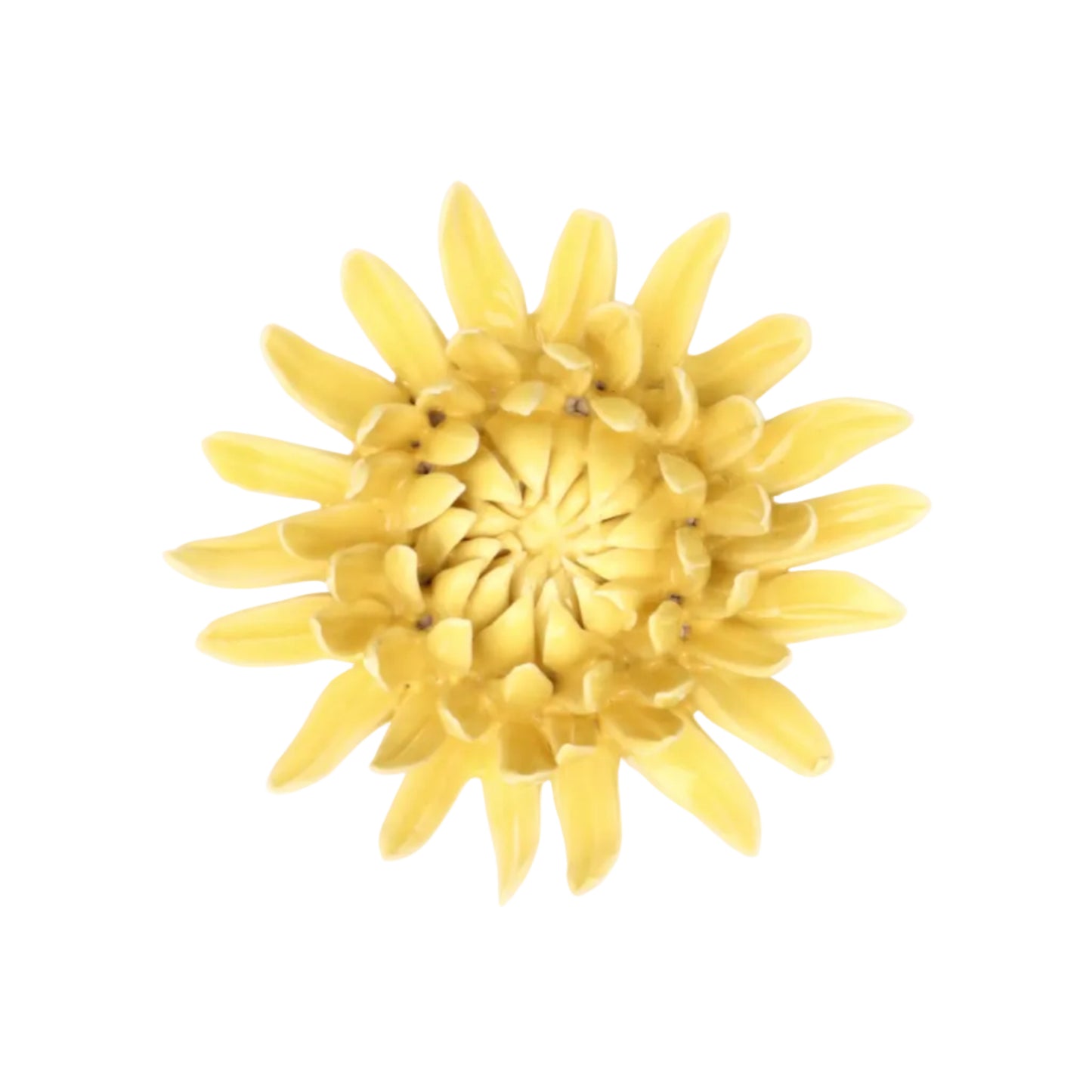 Sun Spider Chrysanthemum