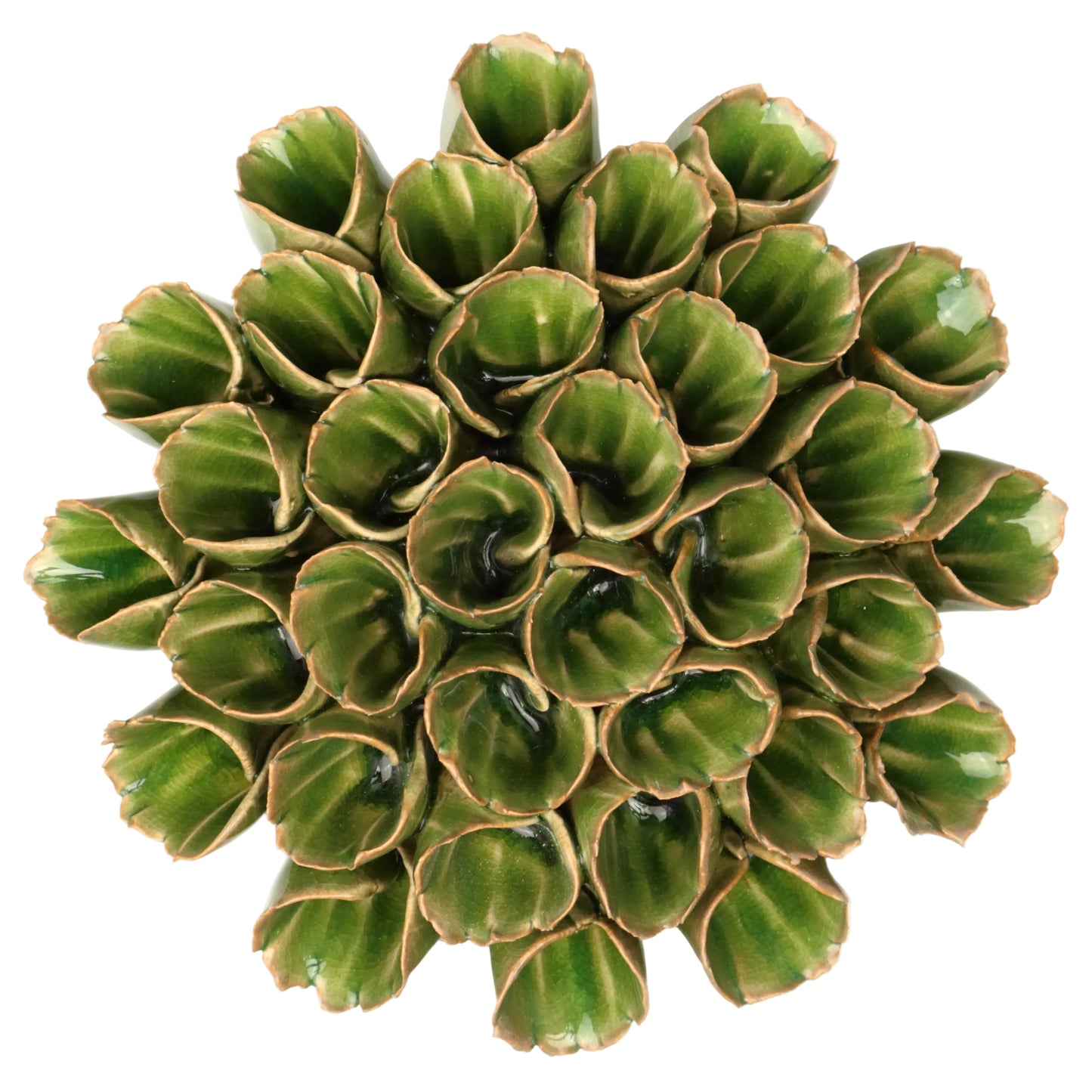 Olive Anemone