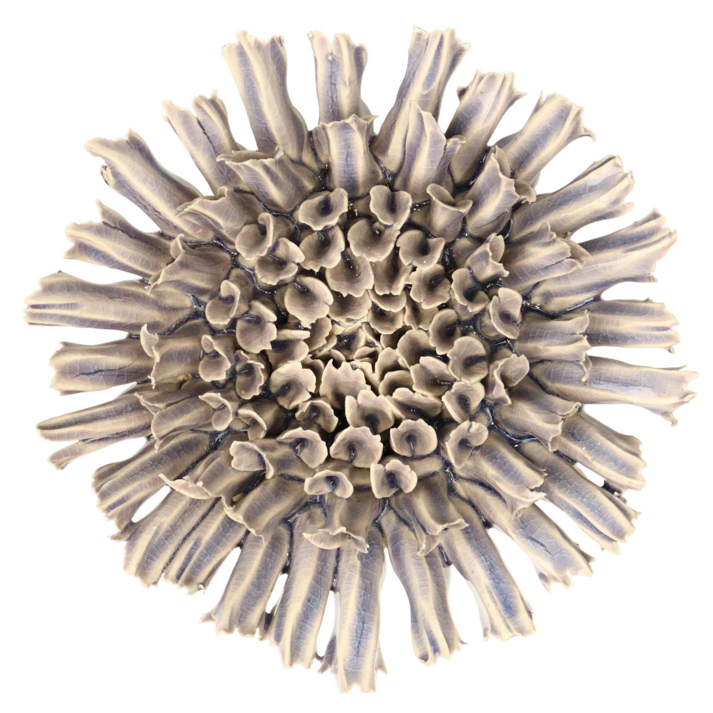 Moonraker Coral