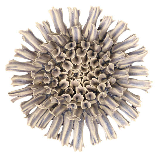 Moonraker Coral