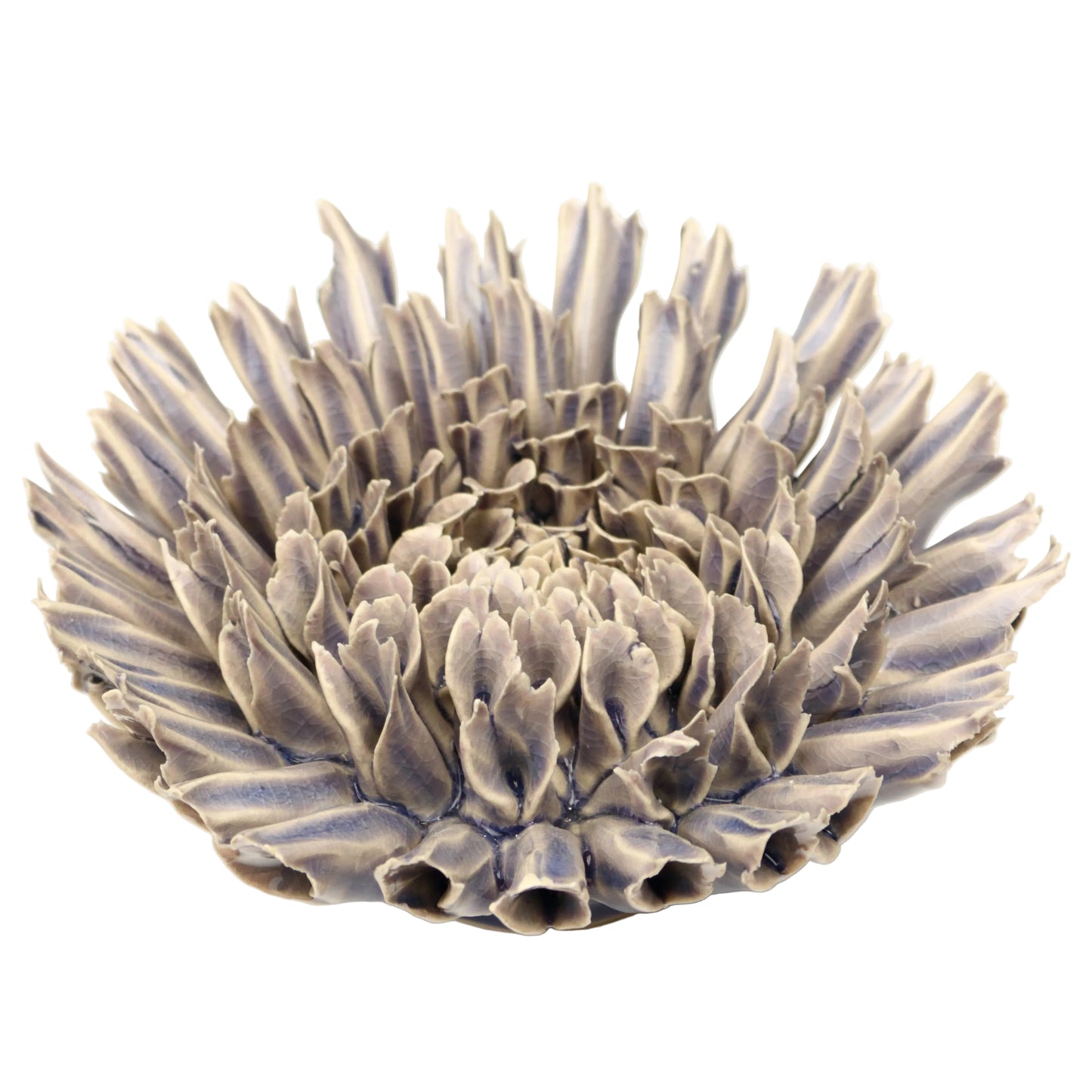 Moonraker Coral