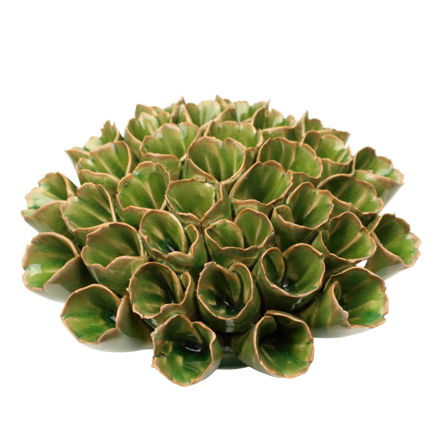 Olive Anemone