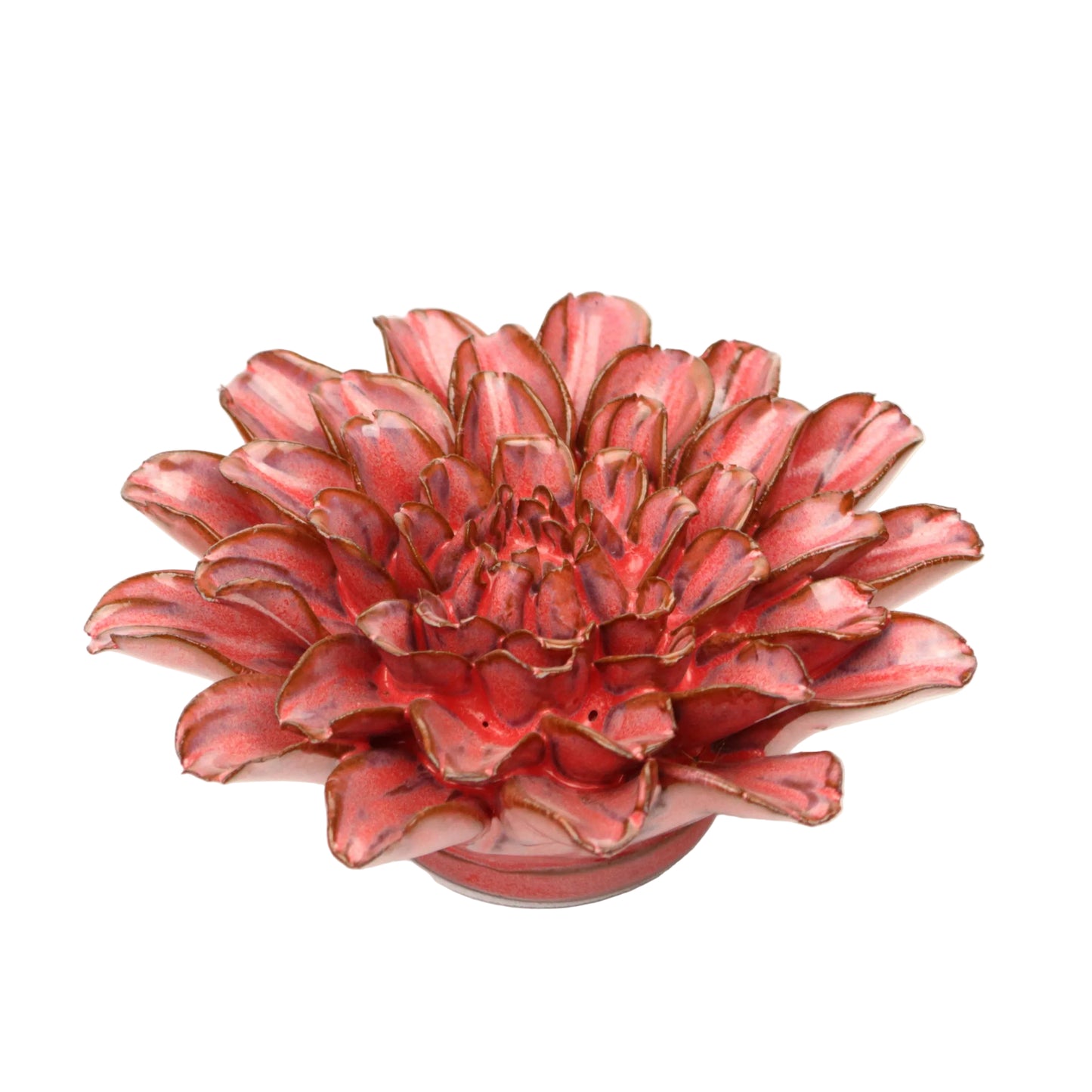 Amaranth Dahlia