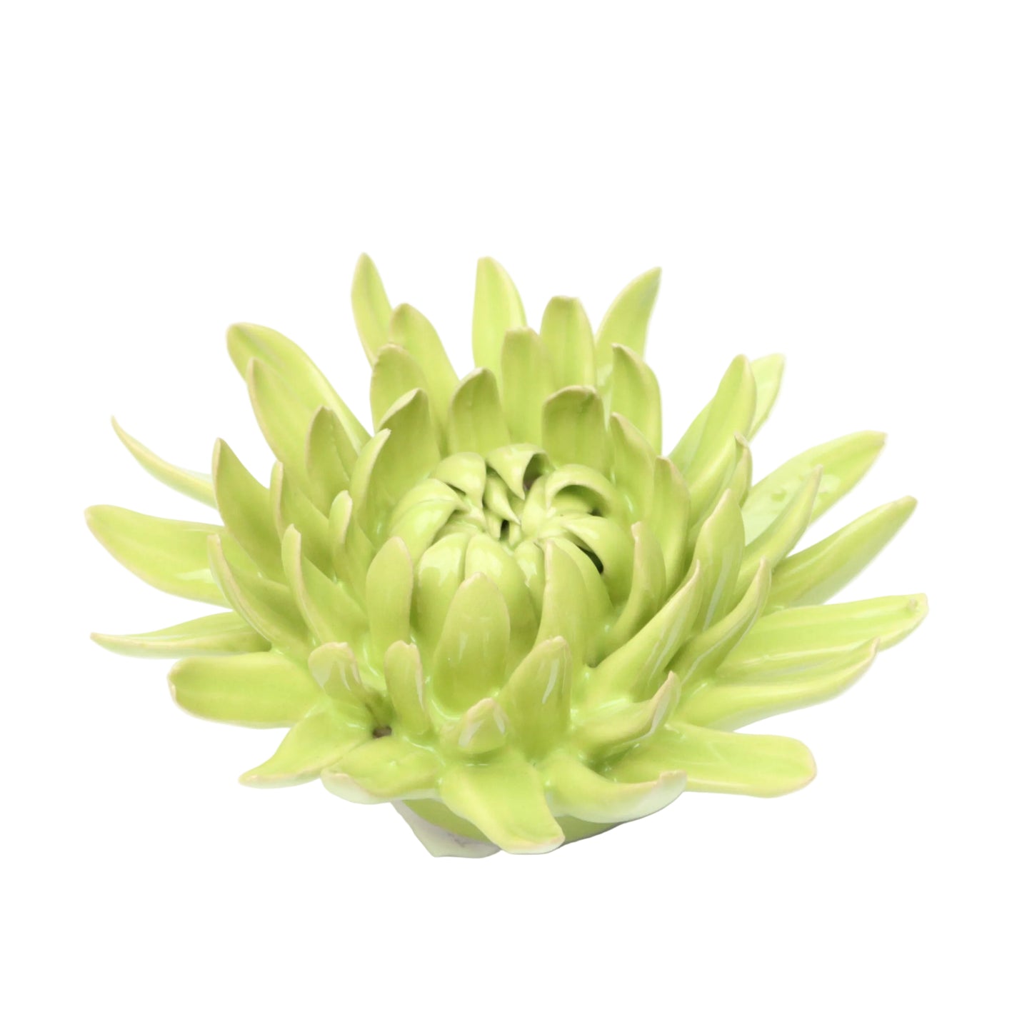 Kiwi Spider Chrysanthemum