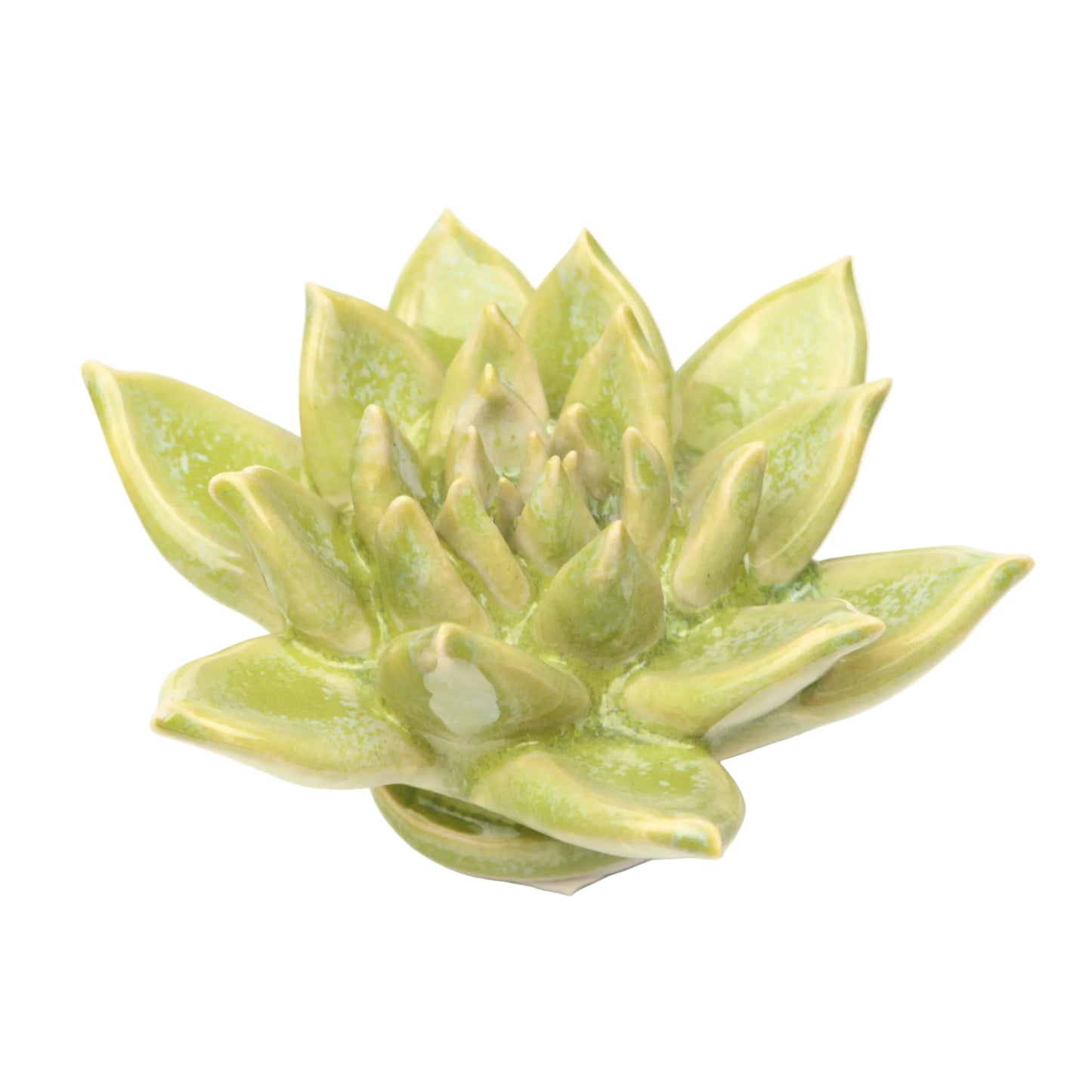 Reactive green Succulent