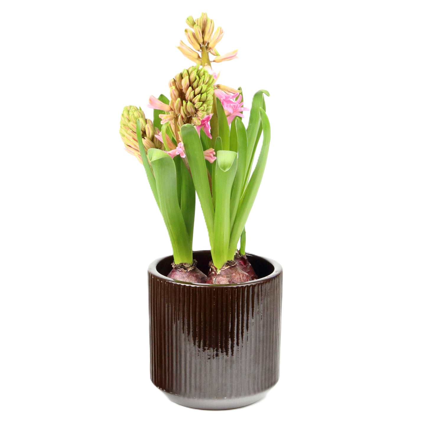 Chocolate Cylinder Pot Small