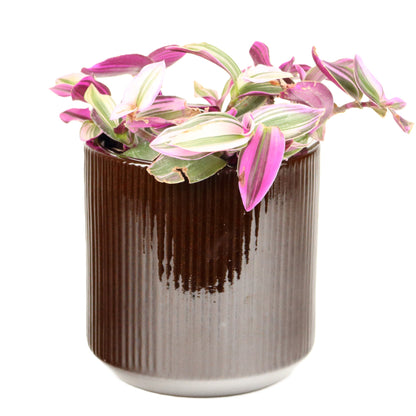 Chocolate Cylinder Pot Medium